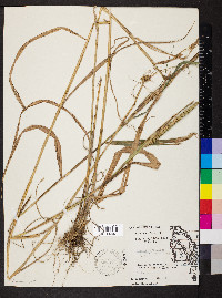 Elymus curvatus image