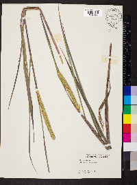 Elymus curvatus image