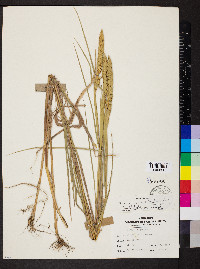 Elymus curvatus image