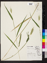 Elymus glabriflorus image