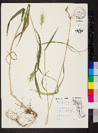 Elymus glabriflorus image