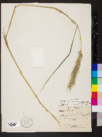 Elymus glabriflorus image
