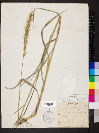 Elymus glabriflorus image