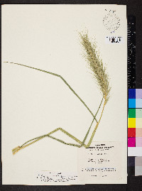 Elymus glabriflorus image