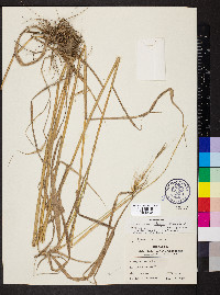 Elymus glabriflorus image