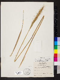 Elymus glabriflorus image