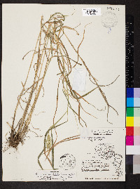 Elymus glabriflorus image