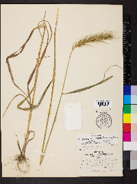 Elymus glabriflorus image