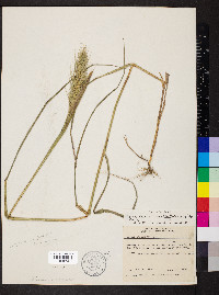 Elymus glabriflorus image