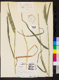 Elymus glabriflorus image