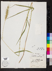 Elymus glabriflorus image