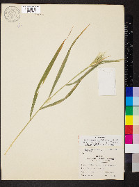 Elymus glabriflorus image