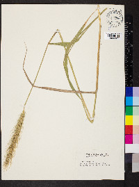 Elymus glabriflorus image