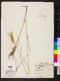 Elymus glabriflorus image