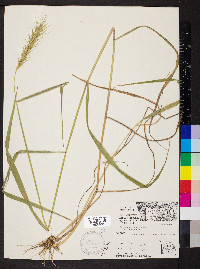 Elymus canadensis var. canadensis image