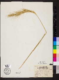 Elymus canadensis var. canadensis image