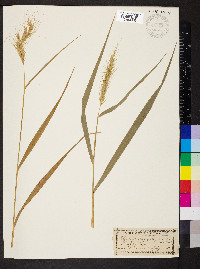 Elymus canadensis var. canadensis image