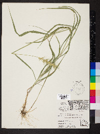 Elymus canadensis var. canadensis image