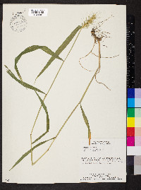 Elymus macgregorii image