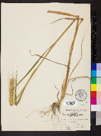 Elymus glabriflorus image