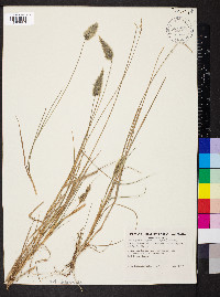 Enneapogon nigricans image