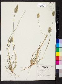 Enneapogon nigricans image