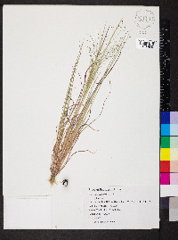 Eragrostis capillaris image