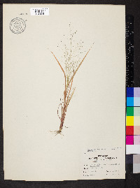 Eragrostis capillaris image