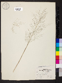 Eragrostis capillaris image