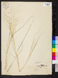 Eragrostis capillaris image