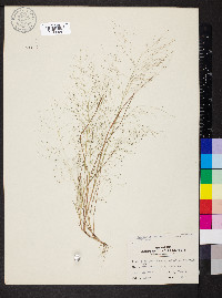 Eragrostis capillaris image