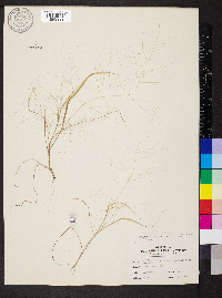 Eragrostis capillaris image