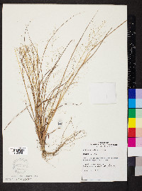 Eragrostis capillaris image