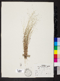 Eragrostis capillaris image