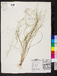 Eragrostis capillaris image