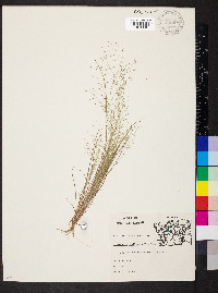 Eragrostis capillaris image