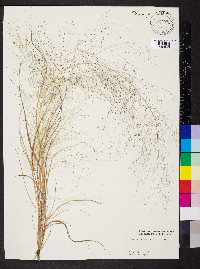 Eragrostis capillaris image