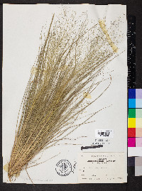 Eragrostis capillaris image