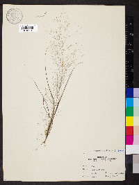 Eragrostis capillaris image