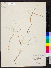 Eragrostis capillaris image