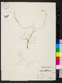 Eragrostis capillaris image