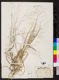 Eragrostis capillaris image