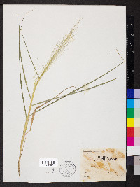 Eragrostis capillaris image