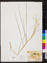 Eragrostis capillaris image