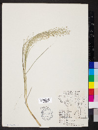 Eragrostis capillaris image