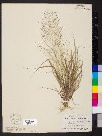 Eragrostis capillaris image