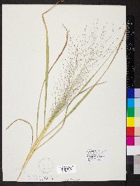 Eragrostis capillaris image