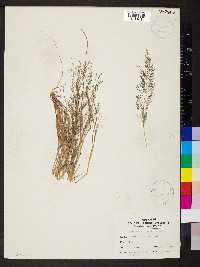 Eragrostis frankii image