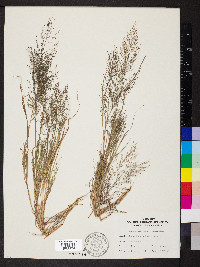 Eragrostis frankii image