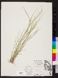 Eragrostis frankii image